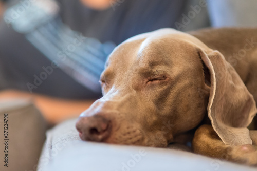 Sleepy weimaraner naps on a comfy sofa, while his owners relax on the couch in the background.
