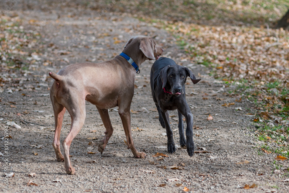 Two weimaraners play outside off leash.  Gray and blue color variant of pure bred weimaraner dogs.  Friendly large breed dogs having fun outdoors.