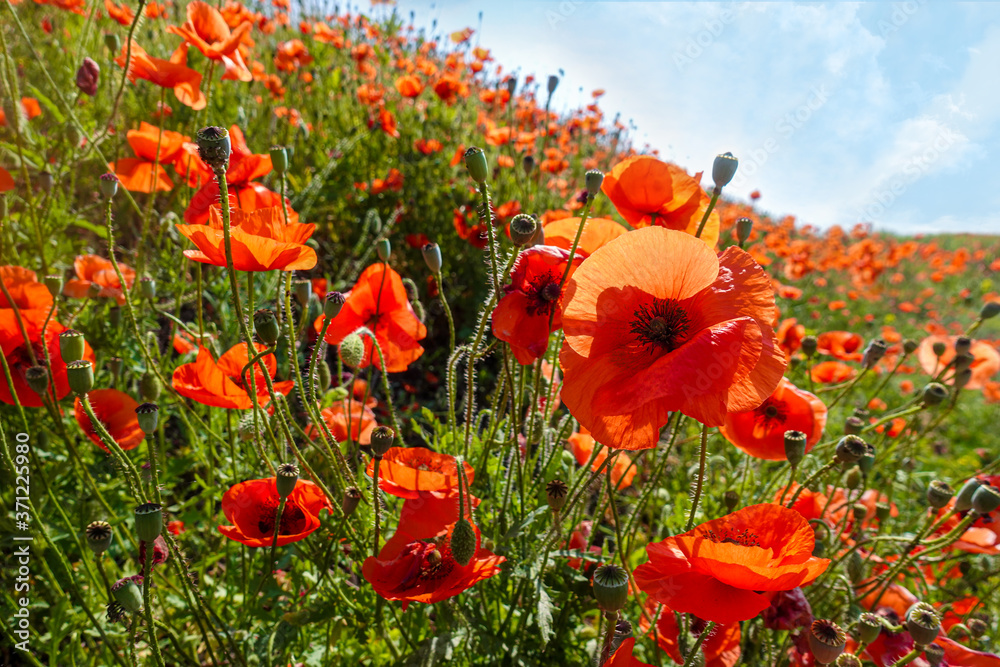 Obraz premium Summer poppy field on a sunny day. Green meadow with wild bright red flowers. Red poppies (Papaver rhoeas, common poppy, corn rose).