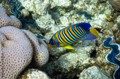 Royal Angelfish (Regal Angel Fish) over a coral reef, Red Sea, Egypt. Tropical colorful orange, white and blue striped fish with yellow fins, in blue ocean water. Close up, side view.