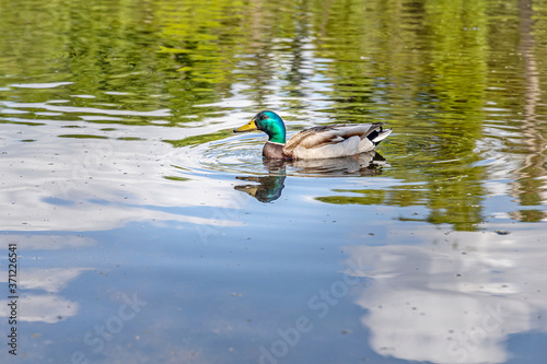 Gray and brown young adult duck with yellow nose and green neck is swimming in the pond in the park in the summer