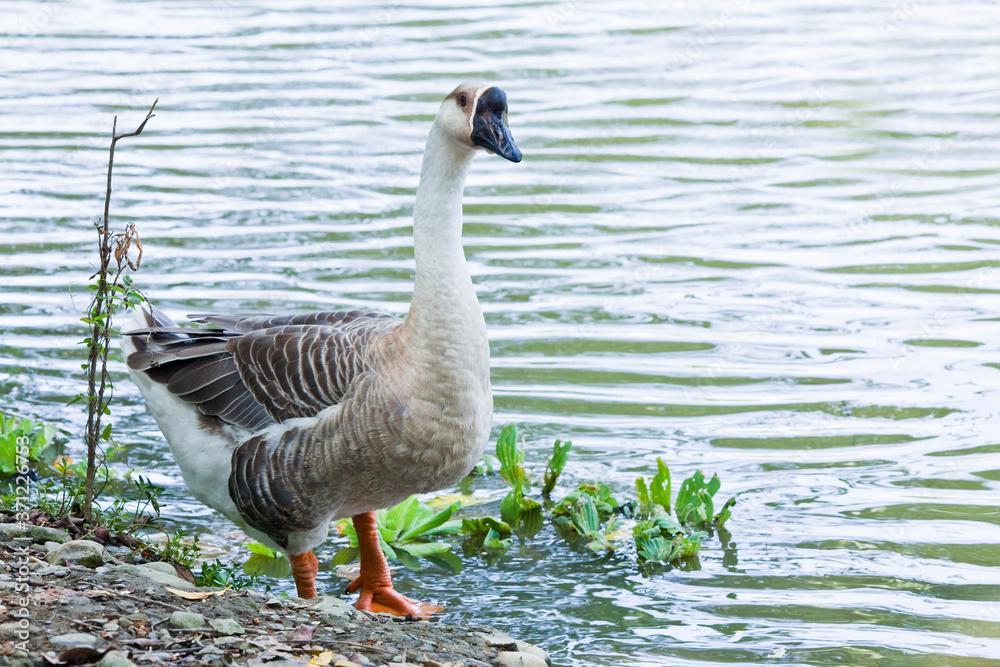 Obraz premium The goose on the lakeshore in the park