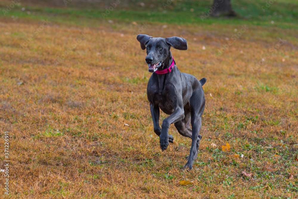 A blue weimaraner runs in the park. Yellowed grass with dog running towards camera. Playful pet with pink collar. A blue weimaraner runs in the park. Yellowed grass with dog running towards camera. Playful pet with pink collar.