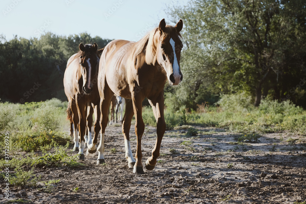 Herd of young brown horses walking through farm field on path during summer.