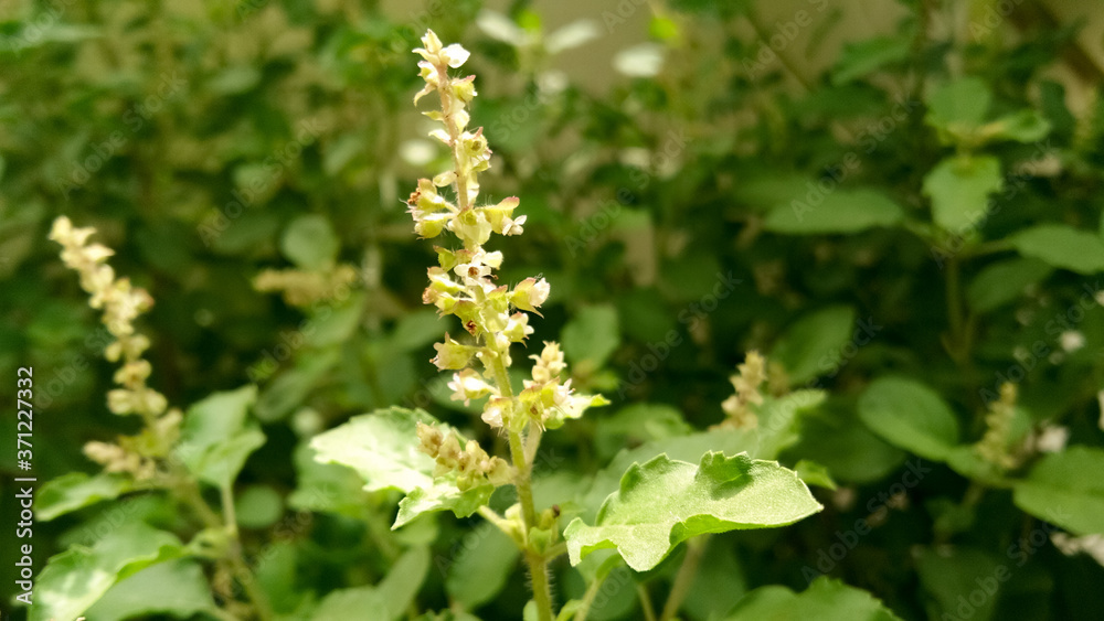 Close up photo of tulsi plant Close up photo of tulsi plant