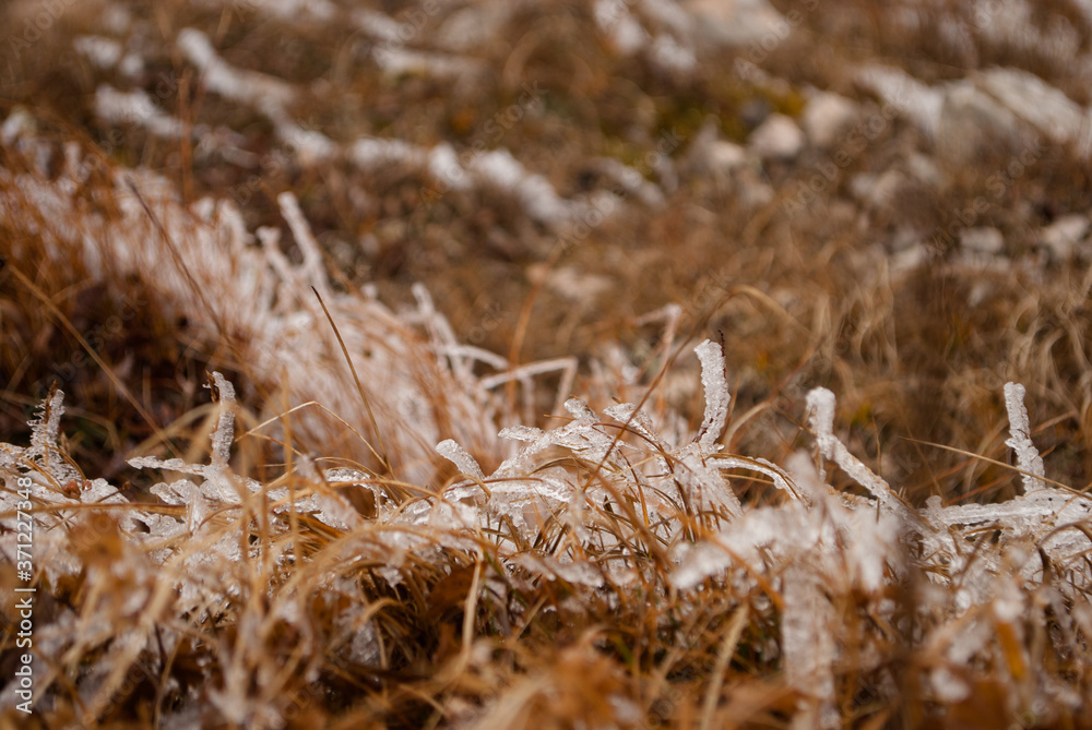 Fototapeta premium Dry grass covered with ice