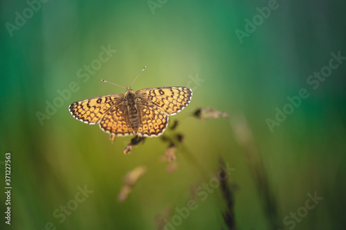 joli myrtil papillon photo
