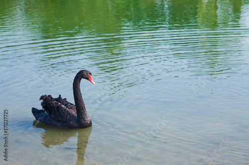 Fototapeta Naklejka Na Ścianę i Meble -  Black swan swimming freely in the lake