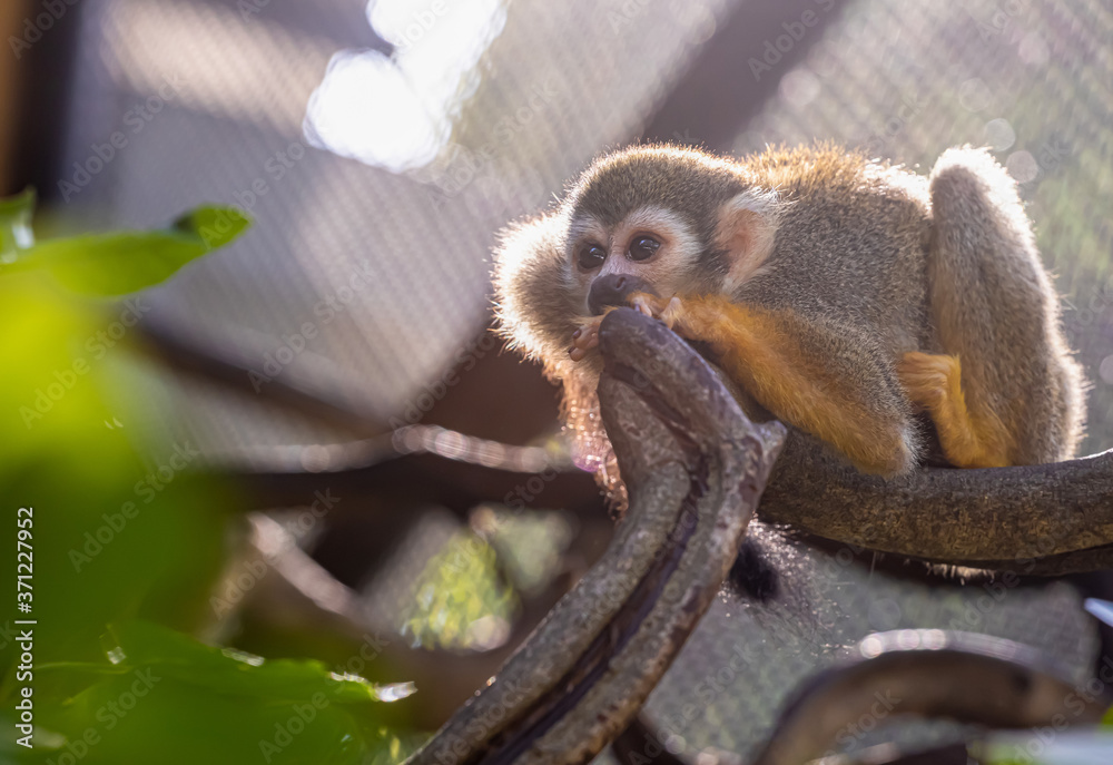 Fototapeta premium Little monkey in the warm light