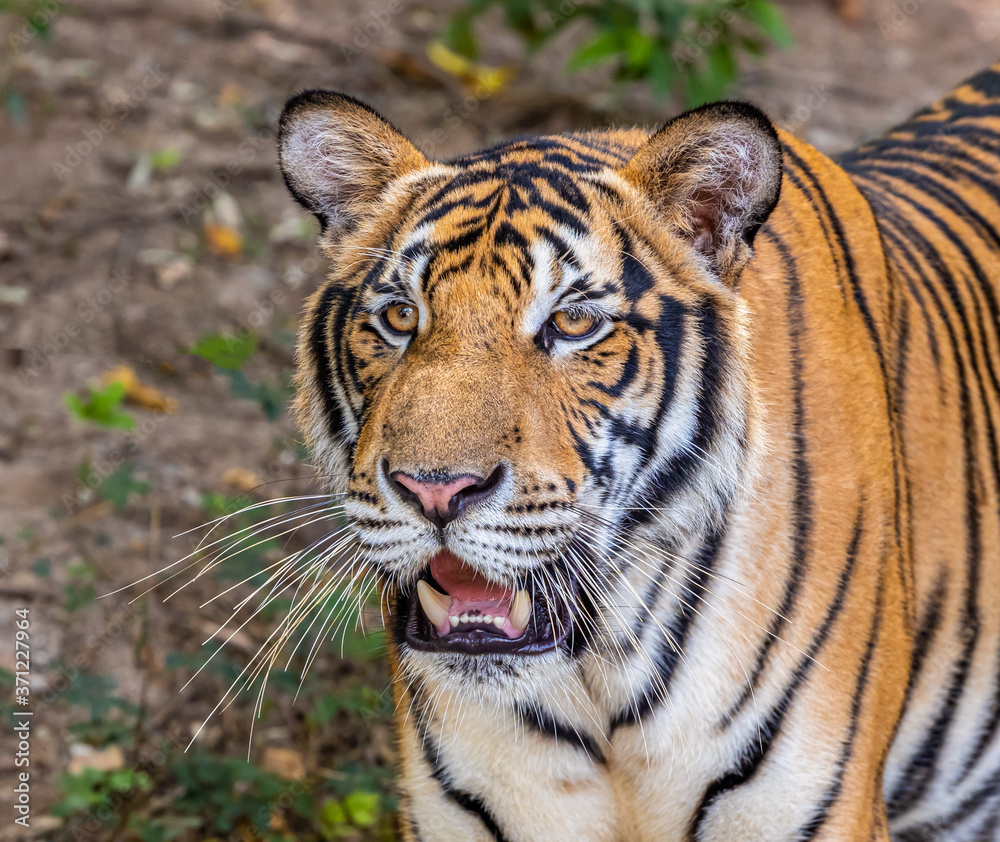 Obraz premium Closeup face of young tiger
