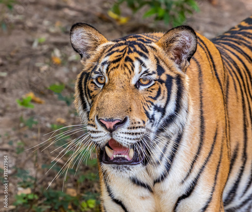 Closeup face of young tiger