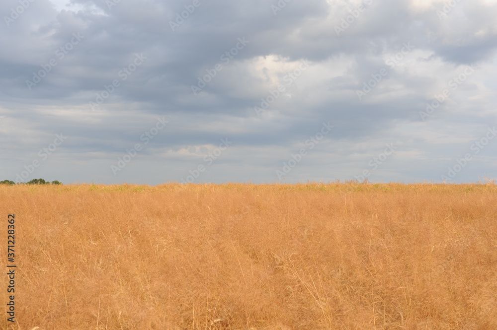 Golden ripe wheat field with dramatic sky with clouds in summer in Europe in Poland