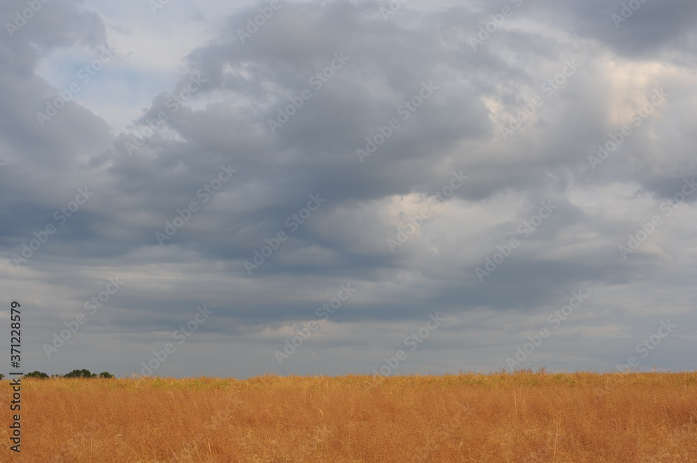 Golden ripe wheat field with dramatic sky with clouds in summer in Europe in Poland
