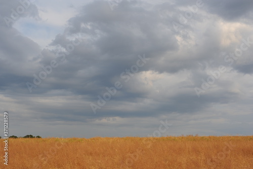 Golden ripe wheat field with dramatic sky with clouds in summer in Europe in Poland