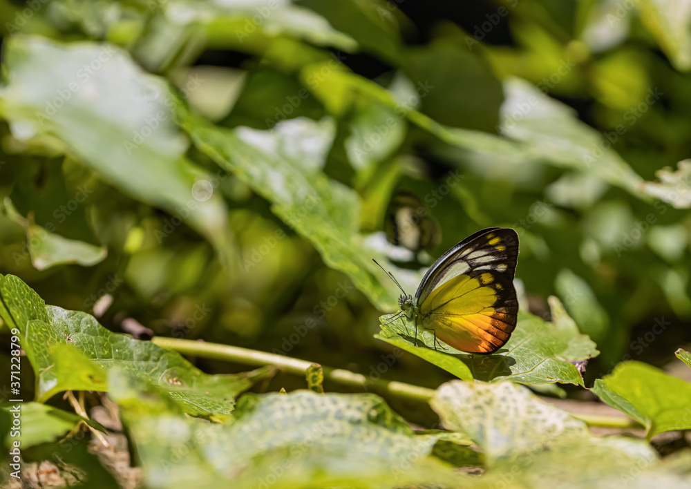 Obraz premium About the colored butterfly in the sunny day