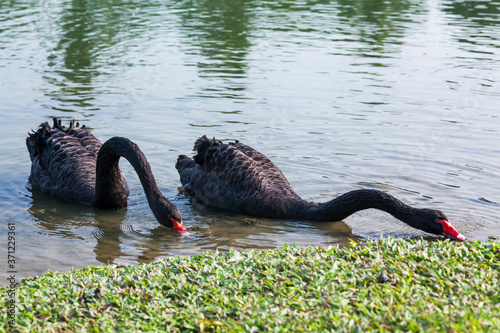 Fototapeta Naklejka Na Ścianę i Meble -  black swan on the lakeshore in the park