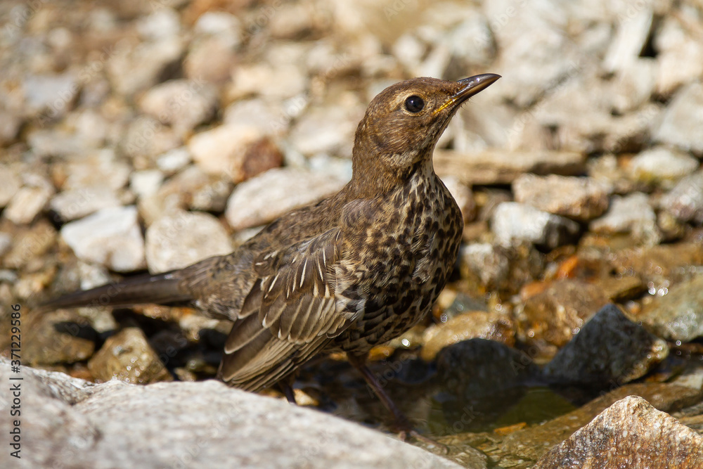 Fototapeta premium Blackbird, Turdus torquatus, medium-sized bird among the rocks, Spain