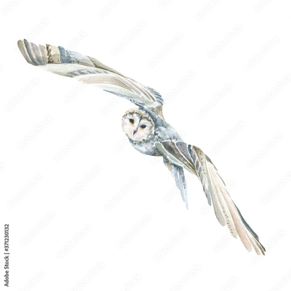 Fototapeta premium Hand painted watercolor set with winter bird - owl with white and blue wings. Illustration isolated on white