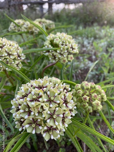 white flowers in the forest