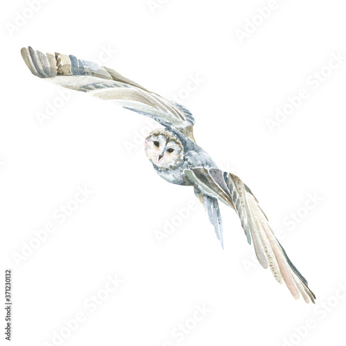 Hand painted watercolor set with winter bird - owl with white and blue wings. Illustration isolated on white