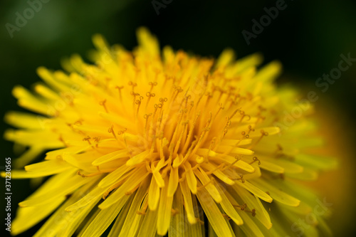 Macro photo of a yellow dandelion bloom.