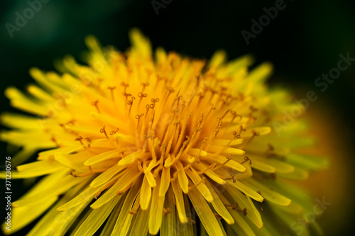 Macro photo of a yellow dandelion bloom.