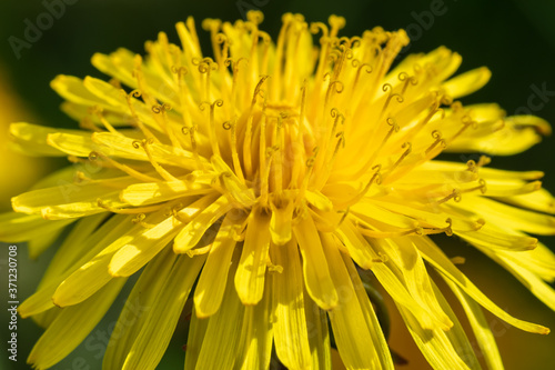 Macro photo of a yellow dandelion bloom.