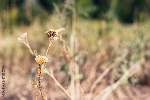 Beautiful dried plants, flowers against a blurred nature background with copy space. Selective focus. Closeup view