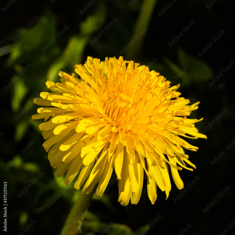 Macro photo of a yellow dandelion bloom. Macro photo of a yellow dandelion bloom.