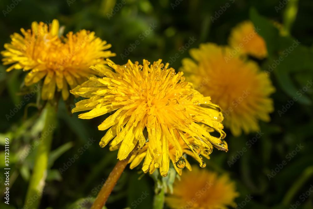 Macro photo of a yellow dandelion bloom with raindrops Macro photo of a yellow dandelion bloom with raindrops