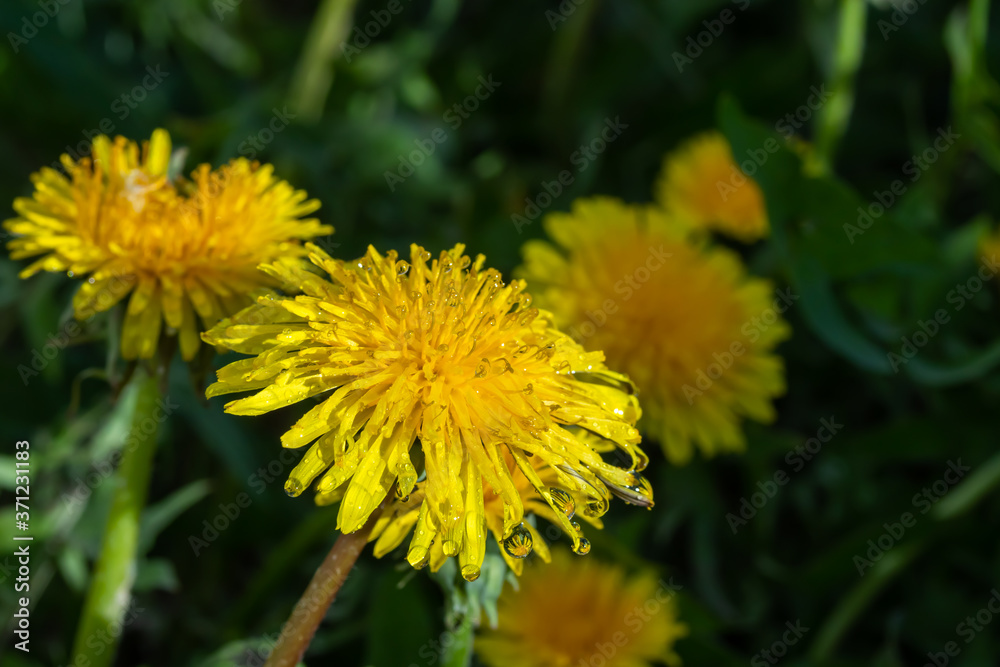 Macro photo of a yellow dandelion bloom with raindrops Macro photo of a yellow dandelion bloom with raindrops