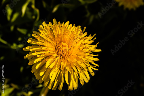 Macro photo of a yellow dandelion bloom.