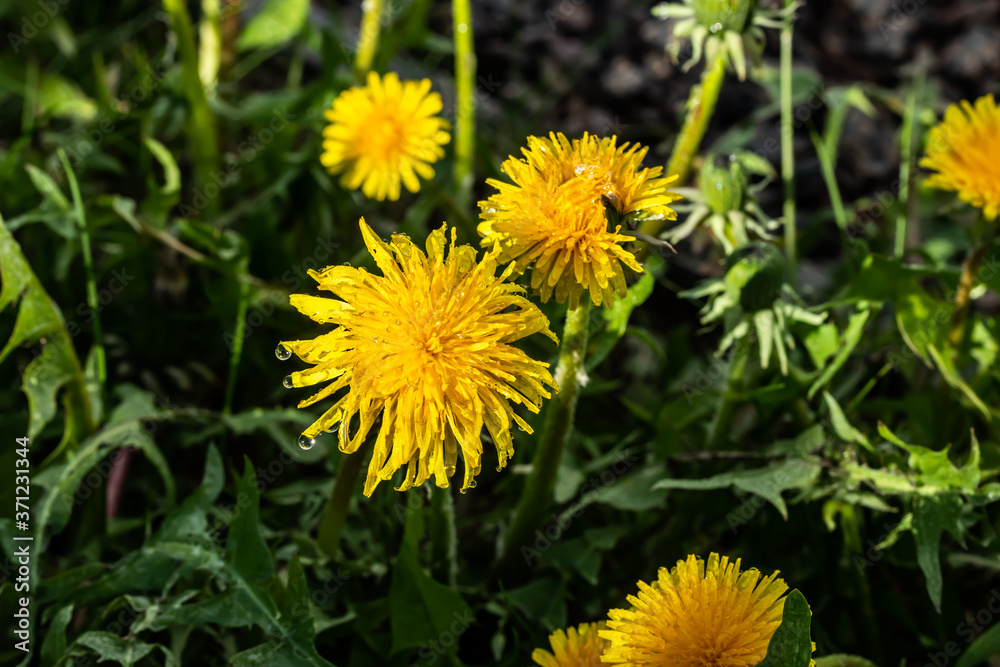Macro photo of a yellow dandelion bloom with raindrops Macro photo of a yellow dandelion bloom with raindrops