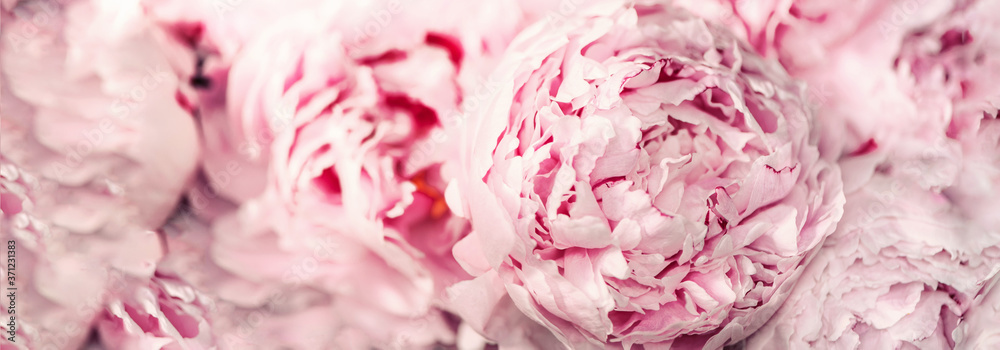 Fototapeta Różowa piwonia kwiat na pastelowym tle. Skopiuj miejsce. Kompozycja kwiatowa. Bukiet ślubny, urodzinowy, rocznicowy. Dzień Kobiet, Dzień Matki. Makro kwiatów piwonii