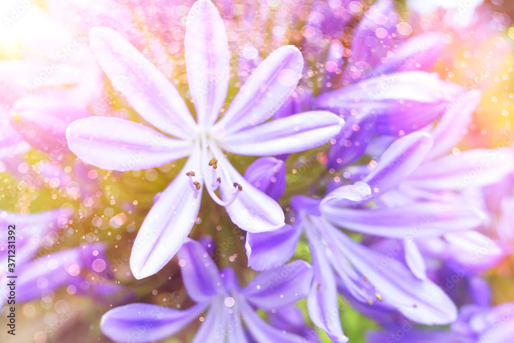 Close-up of purple agapanthus flowers, soft light, nostalgic and romantic background texture. Close-up of purple agapanthus flowers, soft light, nostalgic and romantic background texture.