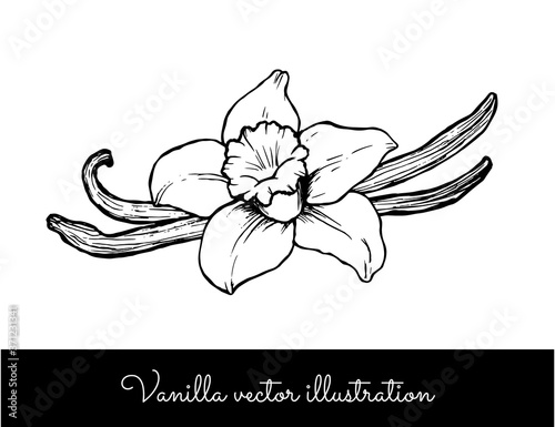 Vintage vanilla flower and sticks line vector illustration isolated on a white background © Irina