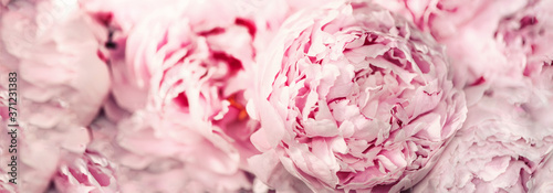 Fototapeta Naklejka Na Ścianę i Meble -  Pink peony flower on pastel background. Copy space. Floral composition. Wedding, birthday, anniversary bouquet. Woman day, Mother's day. Macro of peonies flowers
