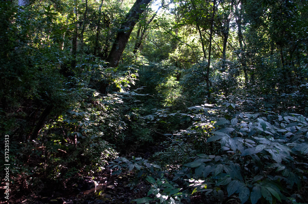 Forest landscape with light and shadow Forest landscape with light and shadow