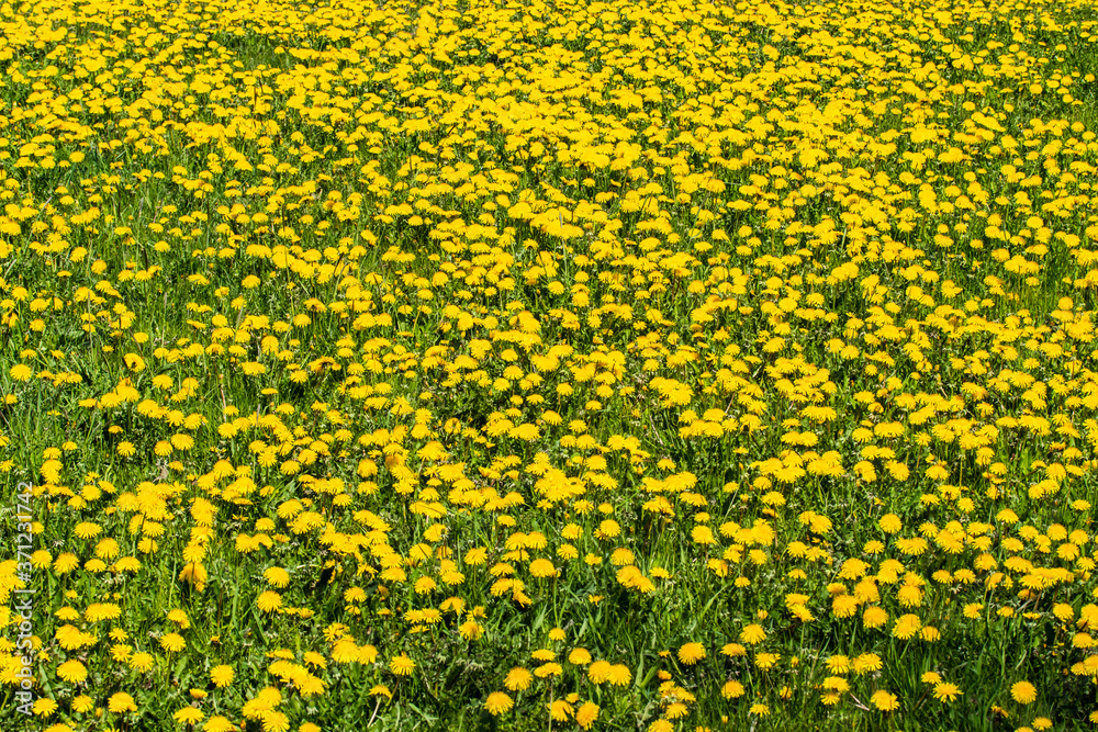 Meadow with a beautiful yellow dandelion bloom Meadow with a beautiful yellow dandelion bloom