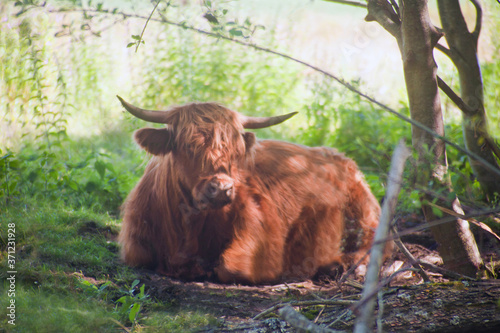 Sleeping Highland cattle. Scottish breed is a rustic cattle which has long horns and a long shaggy coat. Close up of scottish highland cow at the forest.