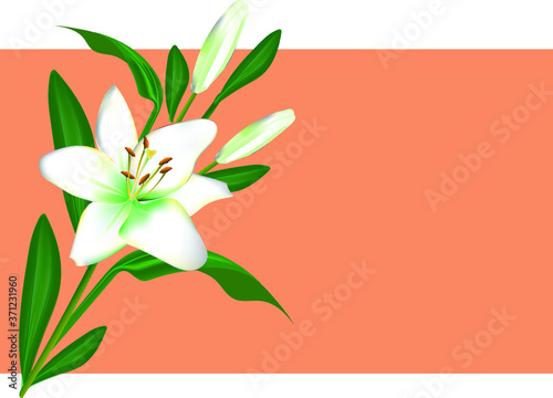 White lily with buds and leaves on a pink background - greeting card with a place for an inscription. Vector drawing for design.