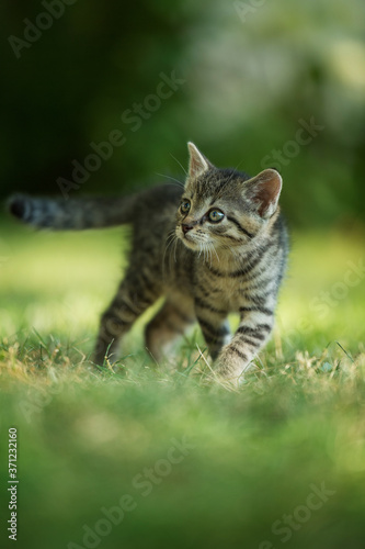 Kitten walking in a meadow © DoraZett