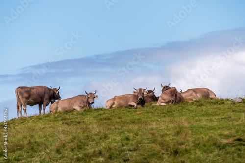 Fototapeta Naklejka Na Ścianę i Meble -  cows high in the mountains in Switzerland