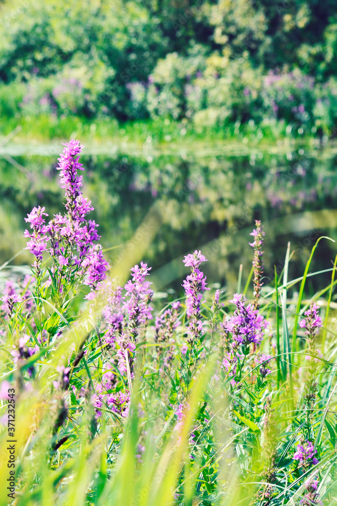Obraz premium Nature background flowers and lake