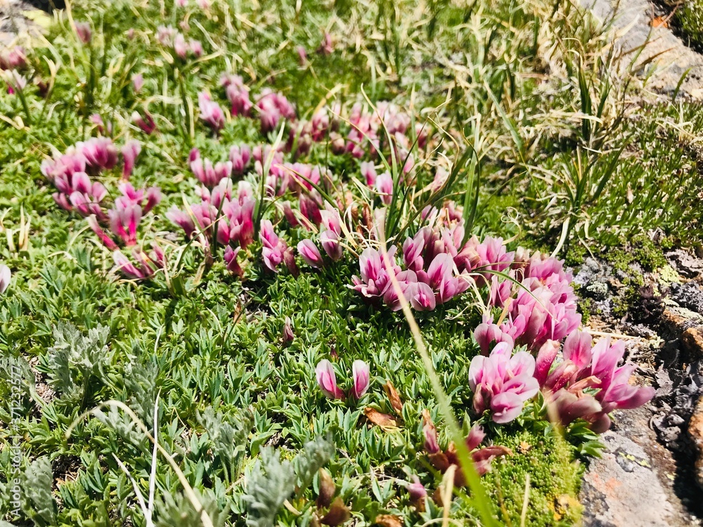 Obraz premium pink flowers in spring mountain 