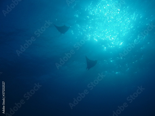 Zwei Mantas im Sonnenlicht    Two mantas in the sun light