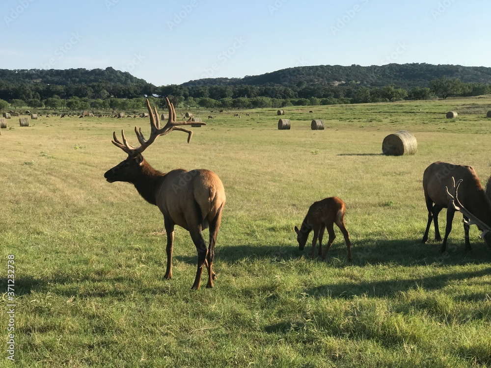 Fototapeta premium herd of deer