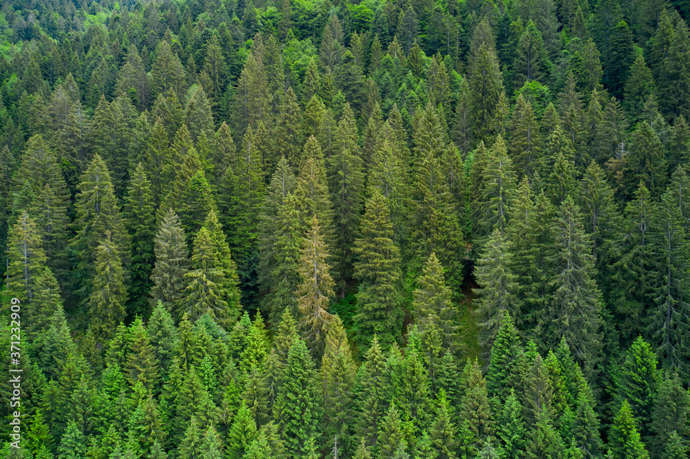 Alpine spruce forest on a hill. Plantation of spruce trees. Top down aerial view. Green spruce on the slope aerial view from the side. Background forest view from above, green forest nature texture