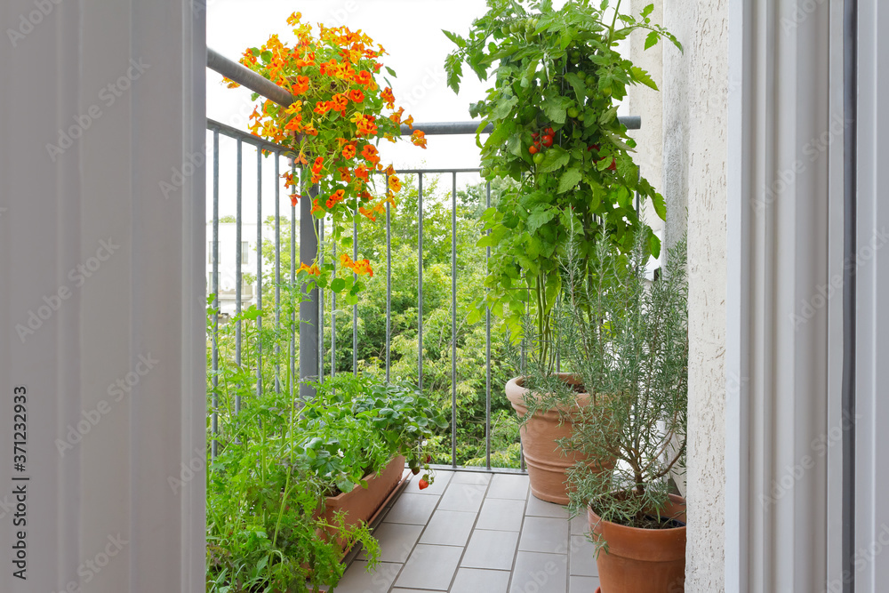 Urban gardening concept: pots on a balcony with tomato, nasturtium, strawberry, rosemary plants and rocket salad. - obrazy, fototapety, plakaty 