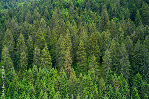 Alpine spruce forest on a hill. Plantation of spruce trees. Top down aerial view. Green spruce on the slope aerial view from the side. Background forest view from above  green forest nature texture